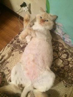 Сколько стоит подстричь когти кошке воронеж