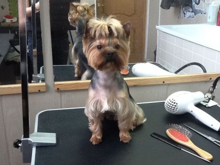 Грумер химки. Стрижка собак химки горшина 9. Стрижка мальтезе. Грумер химки. Собачата.