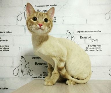 Сколько стоит подстричь кошку уфа