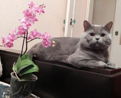 Прививки для собак пенза