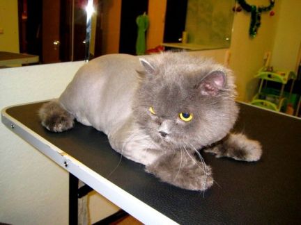 Сколько стоит подстричь кошку в уфе
