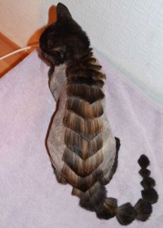 Сколько стоит подстричь когти кошке саратов