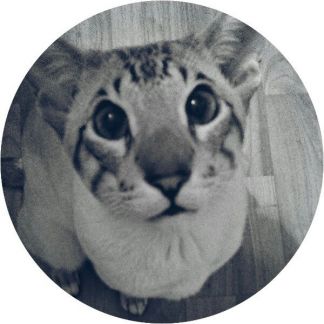 Кот для связки омск