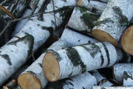 Назгуль Манекина:  Березовые дрова