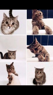 Передержка кота без прививок