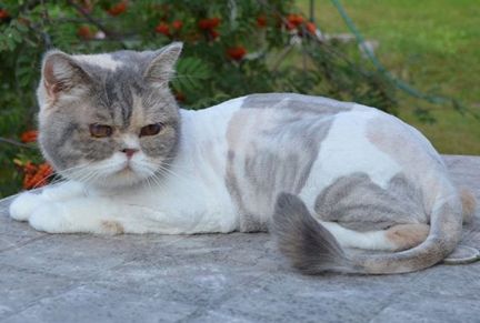 Сколько стоит подстричь кошку в орле