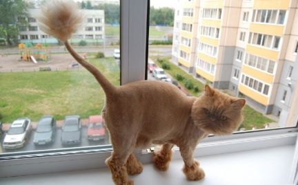 Сколько стоит подстричь кошку краснодар