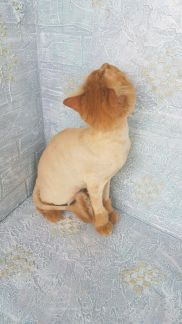 Сколько стоит подстричь когти кошке в брянске