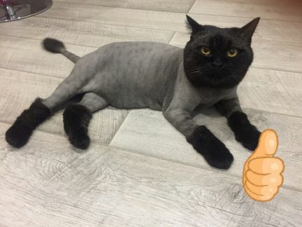 Сколько стоит подстричь кошку в ижевске