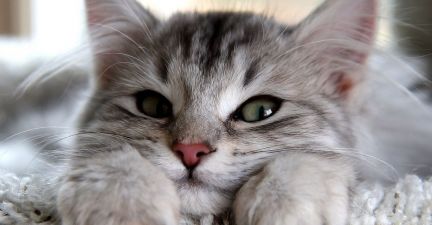 Сколько стоит передержка кошки в москве