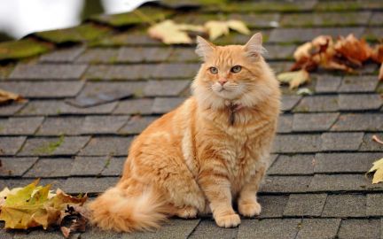 Передержка кота без прививок