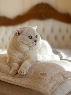 Сколько стоит вязка британских кошек без документов
