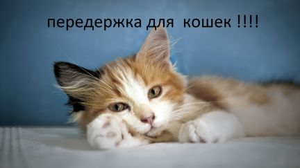 Корм для собак в воркуте