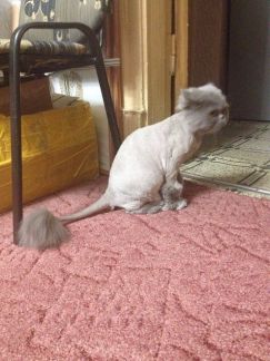 Сколько стоит подстричь кошку в новокузнецке