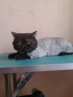Сколько стоит подстричь кошку в брянске
