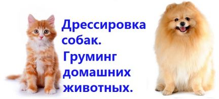 Сколько стоит подстричь кошку красноярск thumbnail