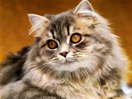 Стерилизация кошек сколько стоит набережных челнах