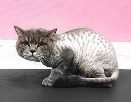 Сколько стоит подстричь кошку в екатеринбурге