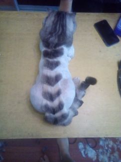 Сколько стоит подстричь кошку в челябинске