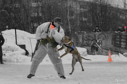 Олег: Профессиональная дрессировка собак любых пород