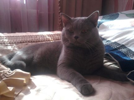 Кот для связки омск