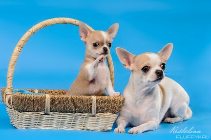 Услуги инструктора по вязке