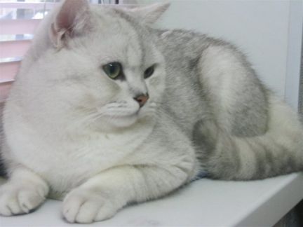 Вязка кошек британской породы курск