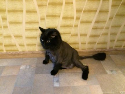 Сколько стоит подстричь кошку в тольятти