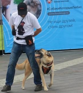 Дрессировщик собак всех пород