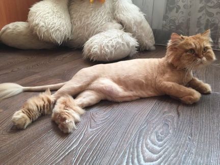 Сколько стоит подстричь когти кошке саратов