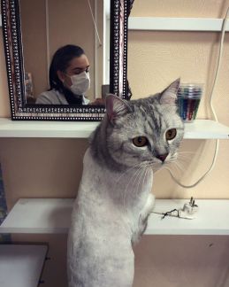 Воронеж сколько стоит подстричь кошку