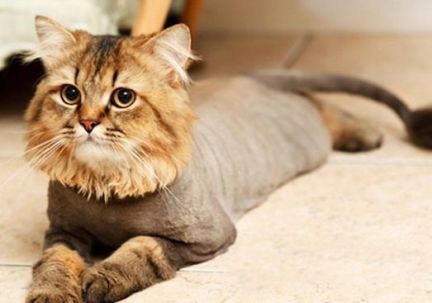 Сколько стоит подстричь кошку в барнауле