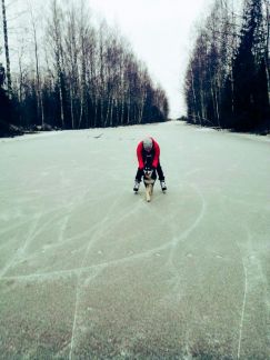 Маленькие породы собак в костроме