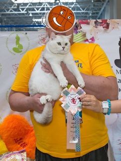 Кот для связки омск