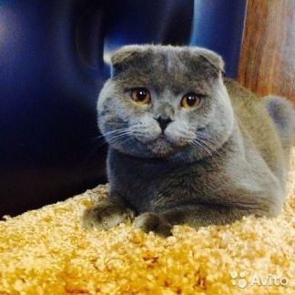 Кот для связки омск