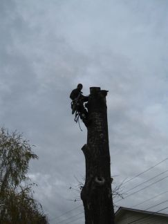 Денис:  Спилить дерево в Домодедово