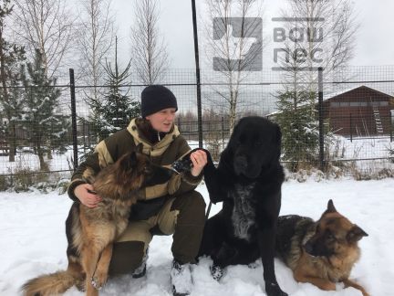 Дрессировщик собак всех пород