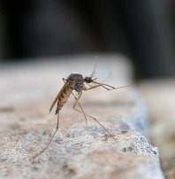 Дезинфекция ПРО:  Уничтожение комаров, клеща, ос и других насекомых