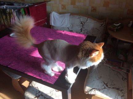 Сколько стоит подстричь кошку в казани