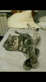 Кот для связки омск