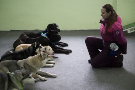 Елизавета: Дрессировка собак профессионально