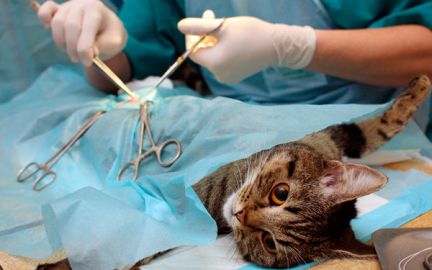 Сколько стоит стерилизация кошек в барнауле