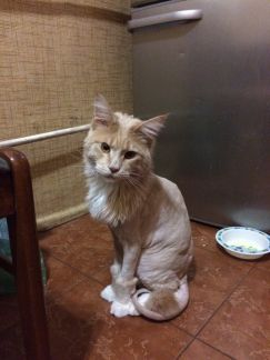 Сколько стоит подстричь кошку в новосибирске