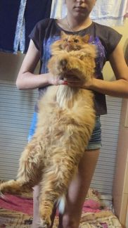 Сколько стоит подстричь кошку красноярск