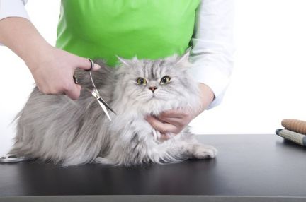 Сколько стоит подстричь кошку в кирове