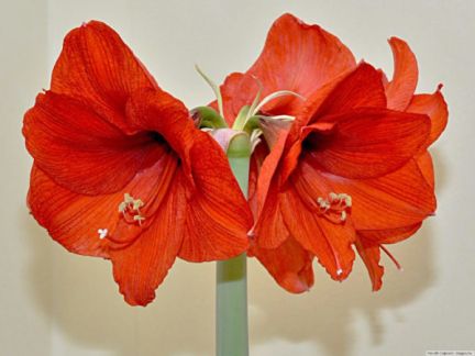 Анжела:  Амариллис луковичный цвет красный