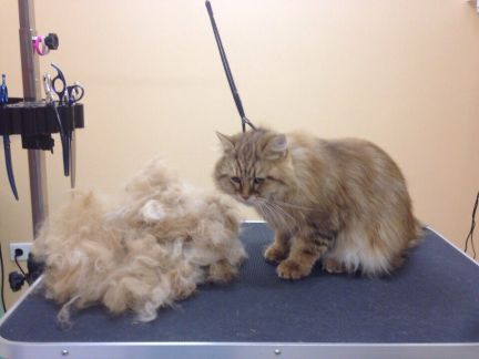 Сколько стоит подстричь кошку спб