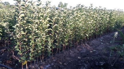 Саженцы туи смарагд на доращивание. Семикаракорск яблоки. Саженцы семикаракорск. Шугуровский плодопитомник. Плодопитомник бугульма.