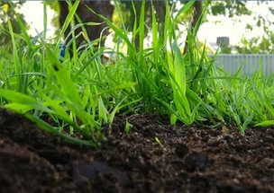 Азамат:  Дрова для сада, удобрения для огорода