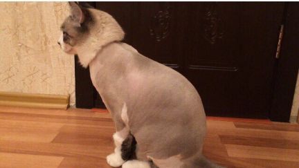 Сколько стоит подстричь кошку в белгороде